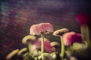 17442011472818-lensbabycomposerproiiwithsweet50opticslrneroargento