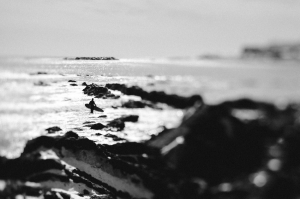 17442011616526-lensbabycomposerproiiwithedge80opticslrneroargento