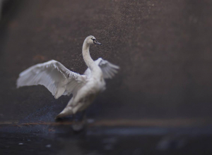 17442011637163-lensbabycomposerproiiwithedge80opticslrneroargento