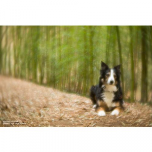 1744396080759-lensbabyvelvet56slr